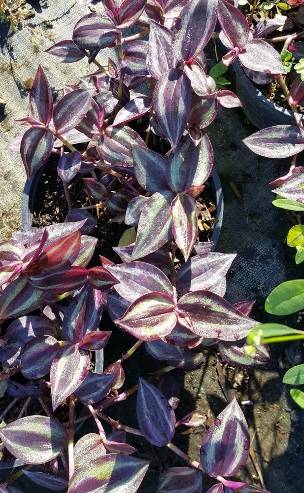 Wandering Jew Tradescantia Zebrina Live Plant Cuttings - 5 Pack, 5 inch, Indoor/Outdoor - Image 1