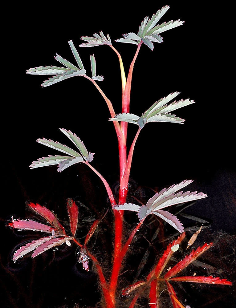 Water Strawberry Seeds (Potentilla palustris) - 5 Pack Perennial Seeds - Image 3