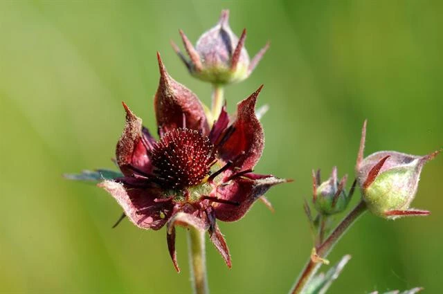 Water Strawberry Seeds (Potentilla palustris) - 5 Pack Perennial Seeds - Image 4