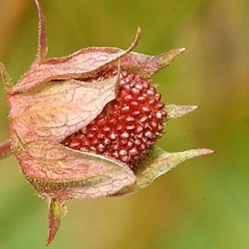 Water Strawberry Seeds (Potentilla palustris) - 5 Pack Perennial Seeds - Image 5