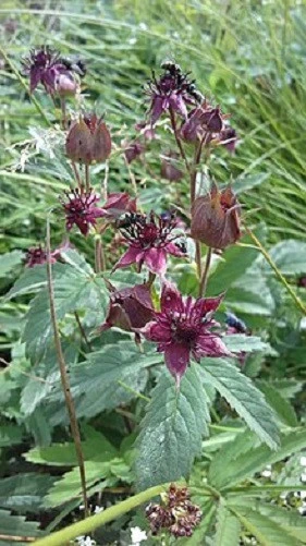 Water Strawberry Seeds (Potentilla palustris) - 5 Pack Perennial Seeds - Image 6