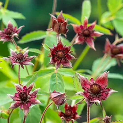 Water Strawberry Seeds (Potentilla palustris) - 5 Pack Perennial Seeds - Image 1
