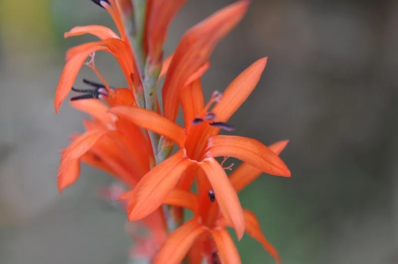 Watsonia Gladioloides Orange Dwarf Seeds - 10 Count Perennial Flower - Image 2