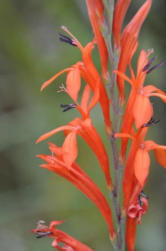 Watsonia Gladioloides Orange Dwarf Seeds - 10 Count Perennial Flower - Image 1
