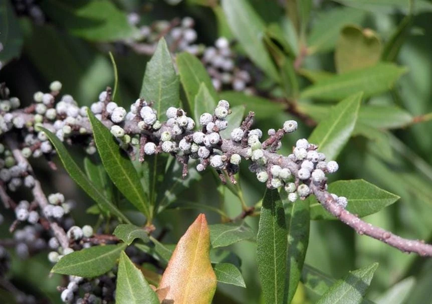 Wax Myrtle Live Plant – 1 Gallon Pot – Evergreen Shrub – Fast-Growing Privacy Hedge - Image 2