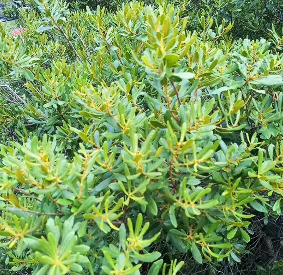 Wax Myrtle Live Plant – 1 Gallon Pot – Evergreen Shrub – Fast-Growing Privacy Hedge - Image 3
