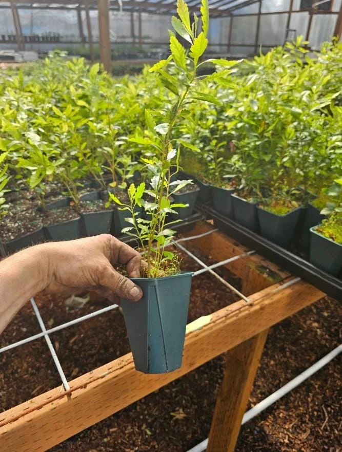 Wax Myrtle Live Plant – 1 Gallon Pot – Evergreen Shrub – Fast-Growing Privacy Hedge - Image 4