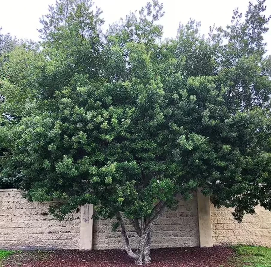 Wax Myrtle Live Plant – 1 Gallon Pot – Evergreen Shrub – Fast-Growing Privacy Hedge - Image 5