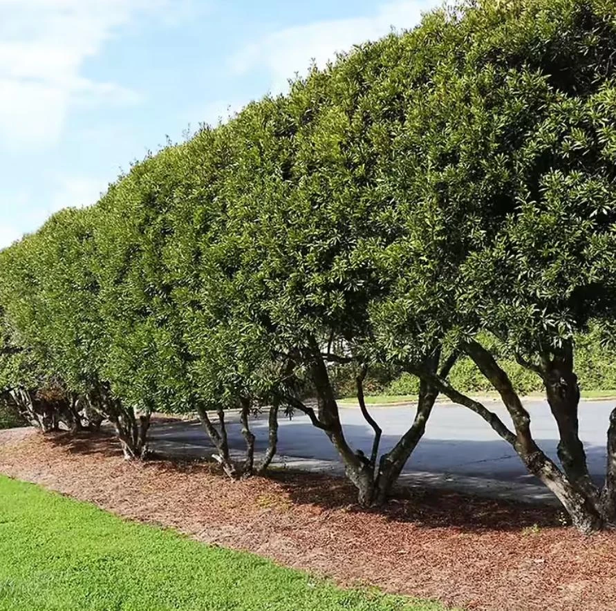 Wax Myrtle Live Plant – 1 Gallon Pot – Evergreen Shrub – Fast-Growing Privacy Hedge - Image 6