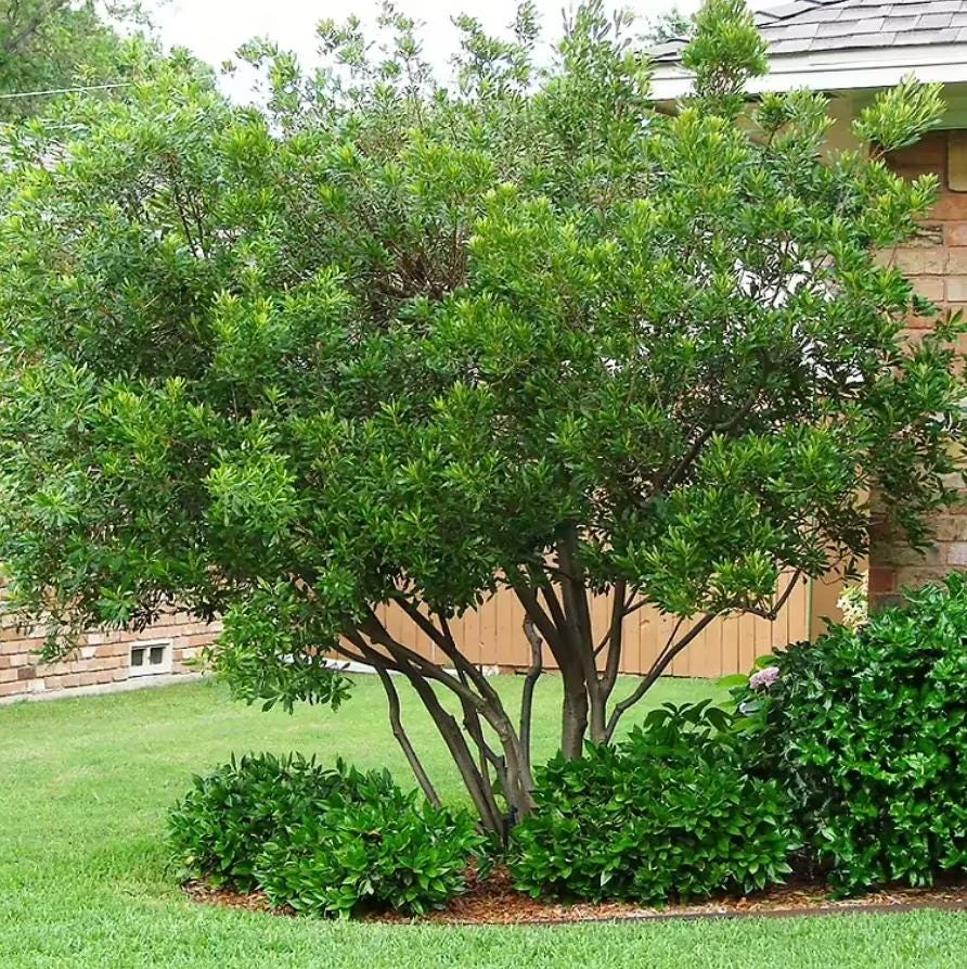 Wax Myrtle Live Plant – 1 Gallon Pot – Evergreen Shrub – Fast-Growing Privacy Hedge - Image 1