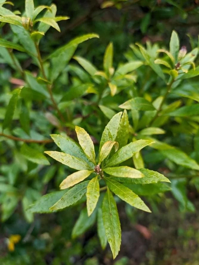 Wax Myrtle Live Plant – 3 inch Pot – Evergreen Shrub for Privacy Hedge & Landscape - Image 1