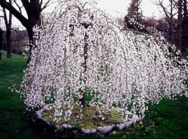 Weeping Cherry Tree Live Plant - 6-12 inch Tall - Pinkish-White Flowers - Image 1