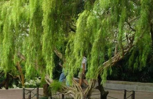 Weeping Tea Tree Seeds - Leptospermum brachyandrum - 30 Seeds Perennial - Image 1