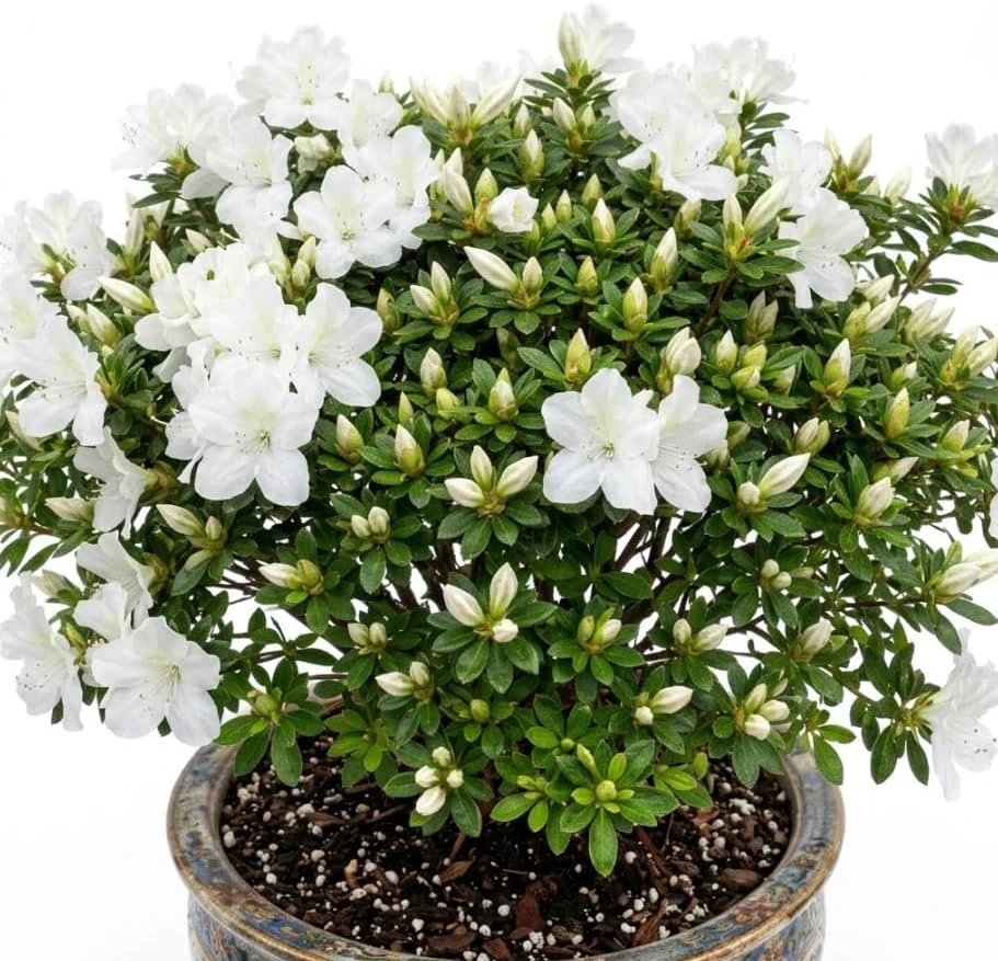 White Azalea Japonica Live Plant – Reblooming Dwarf Shrub – 8-12" Tall – 4" Pot – Outdoor Flowering - Image 1