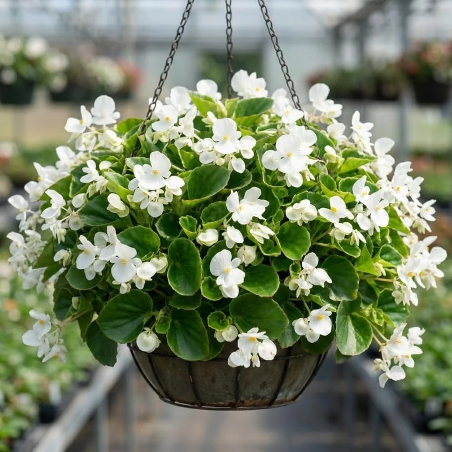 White Begonia Live Plant – Green Leaf Begonia Flower Bush – 4" Pot Indoor/Outdoor - Image 1