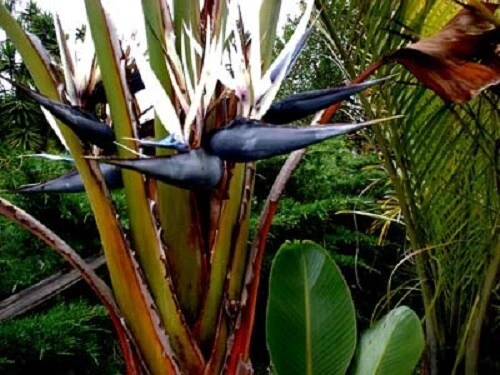 White Bird of Paradise Seeds - Strelitzia nicolai - 8 Seeds - Tropical Plant - Image 1