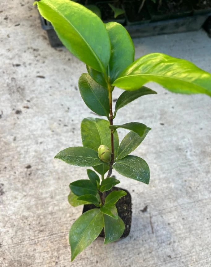 White Camellia Live Plant - White Tea Flower Shrub 4 inch Pot - Outdoor - Image 5