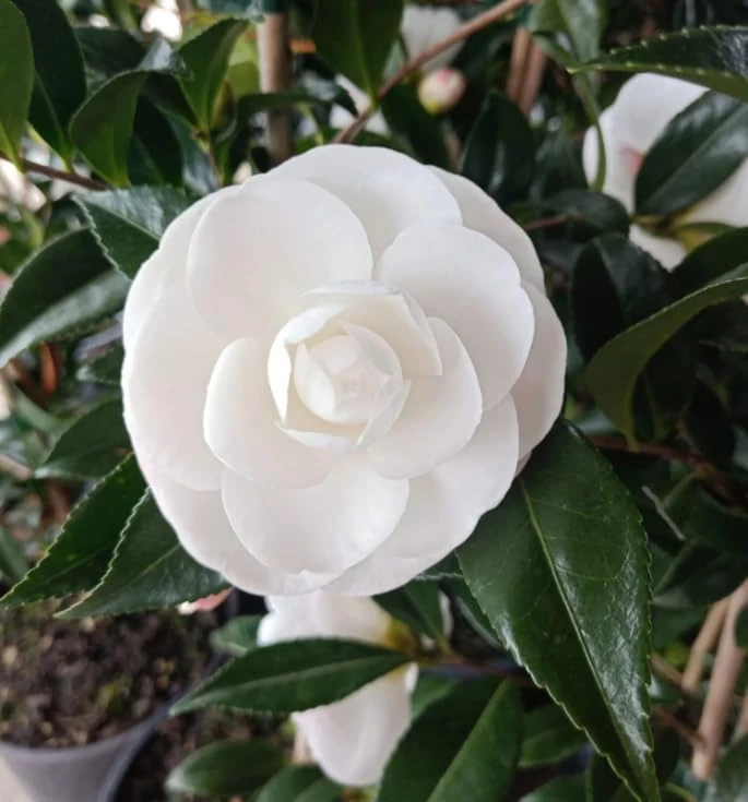 White Camellia Live Plant - White Tea Flower Shrub 4 inch Pot - Outdoor - Image 6