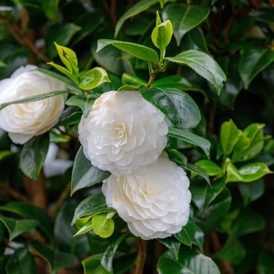 White Camellia Live Plant - White Tea Flower Shrub 4 inch Pot - Outdoor - Image 7