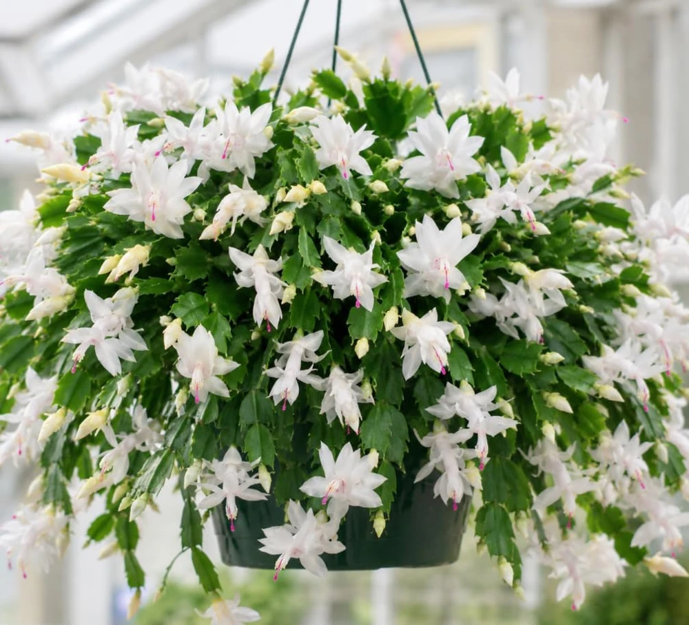 White Christmas Cactus Live Plant – 4-7 Inches Tall Holiday Succulent for Indoor Decor - Image 2