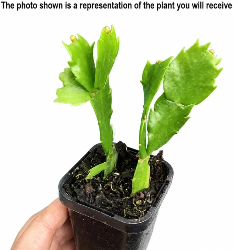 White Christmas Cactus Live Plant – 4-7 Inches Tall Holiday Succulent for Indoor Decor - Image 3