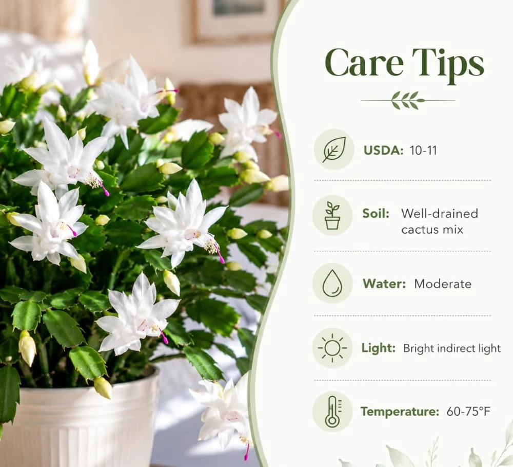 White Christmas Cactus Live Plant – 4-7 Inches Tall Holiday Succulent for Indoor Decor - Image 4