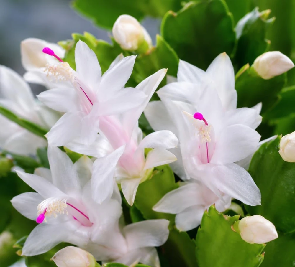 White Christmas Cactus Live Plant – 4-7 Inches Tall Holiday Succulent for Indoor Decor - Image 5