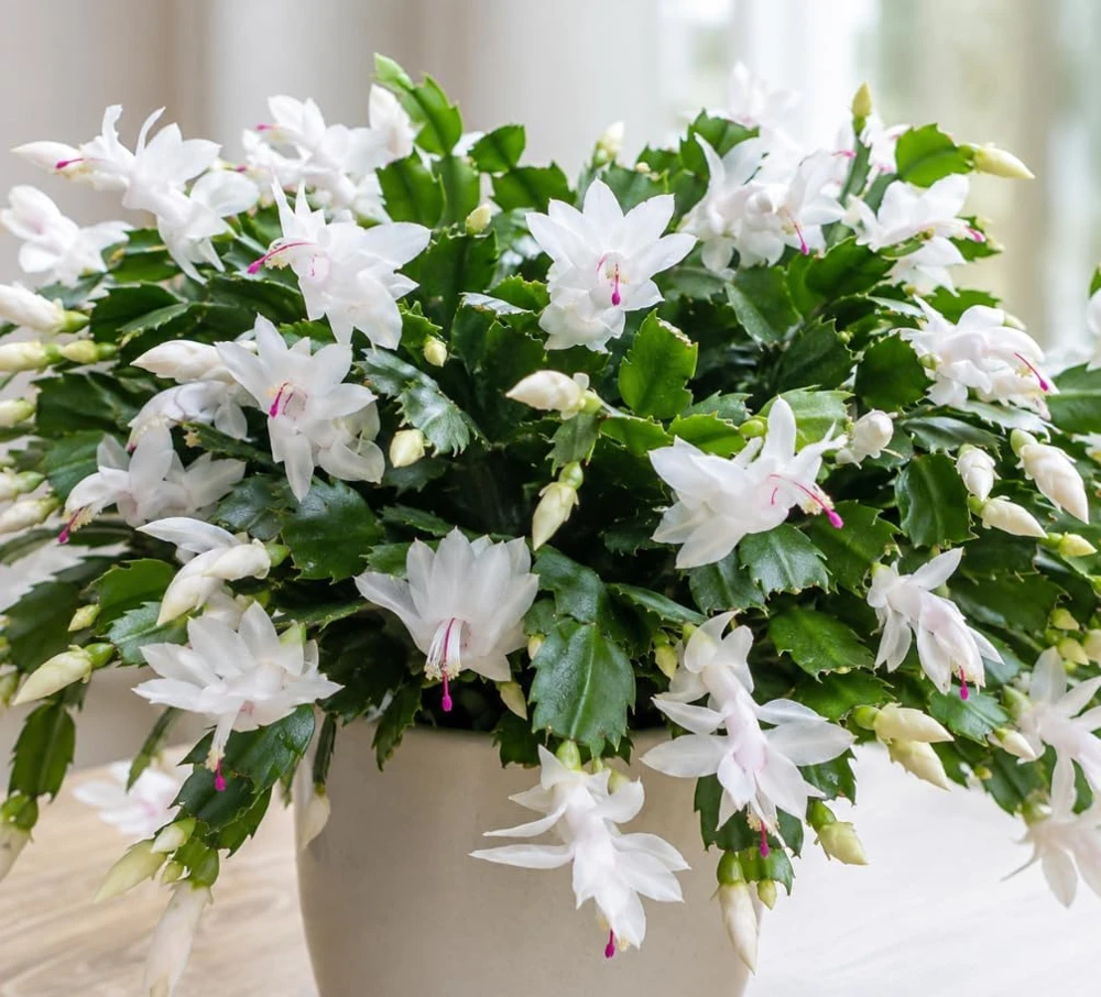 White Christmas Cactus Live Plant – 4-7 Inches Tall Holiday Succulent for Indoor Decor - Image 7