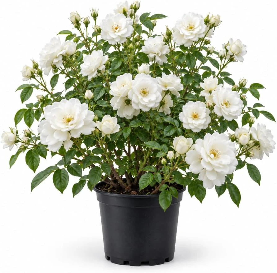 White Climbing Rose Live Plant, 4-7 Inches Tall, Repeat Flowering Climber for Outdoors - Image 1