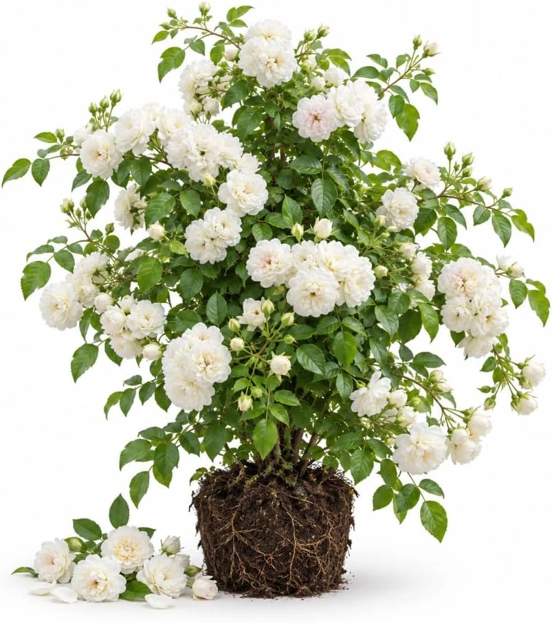 White Climbing Rose Live Plant – 4-7 Inches Tall Starter – Fragrant Outdoor Flowers - Image 1