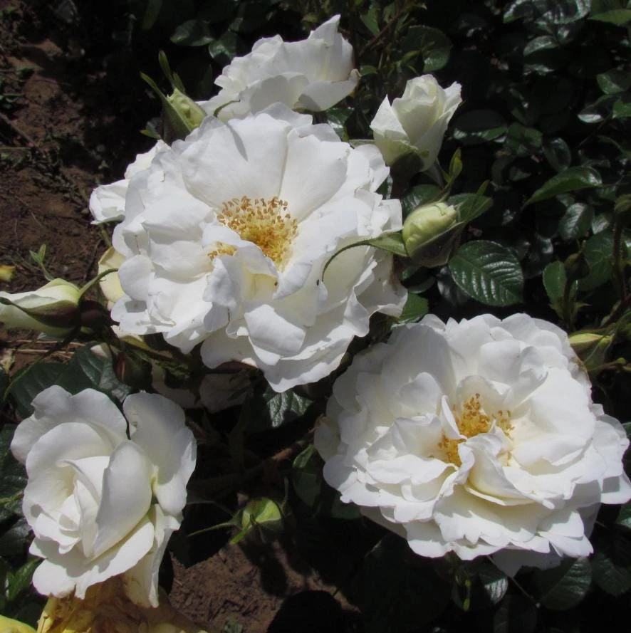 White Climbing Rose Live Plant – Fragrant Flowering Vine – 6 inch Pot – Outdoor - Image 1