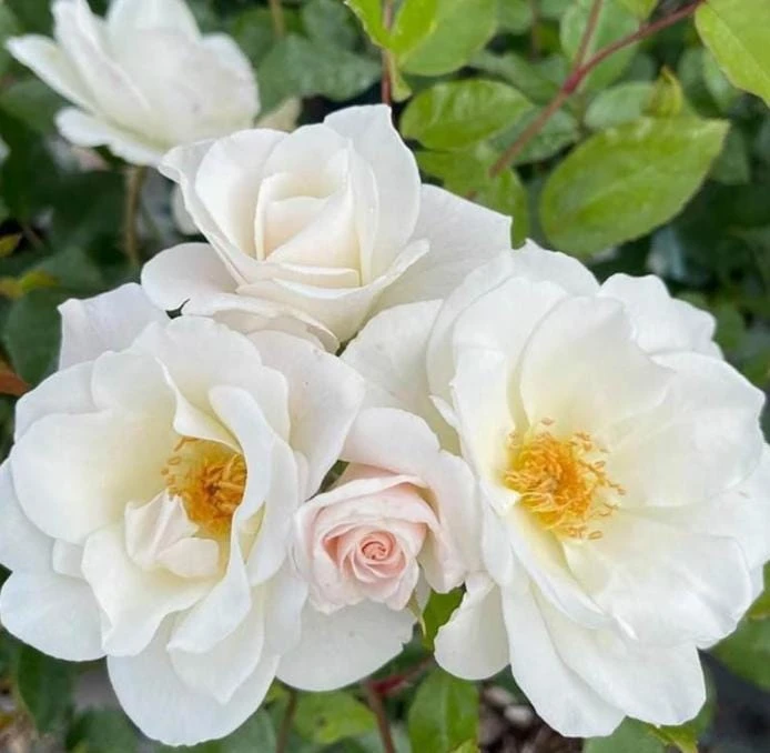 White Climbing Rose Plant – Live Perennial in Hanging Basket – Fragrant Blooms – Outdoor - Image 1