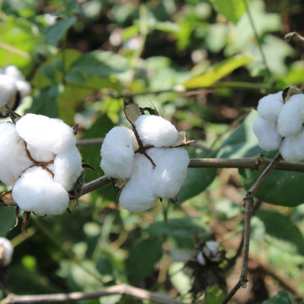 White Cotton Live Plant - 2 Plants, 4 Inch Pot, Ornamental, Full Sun - Image 2