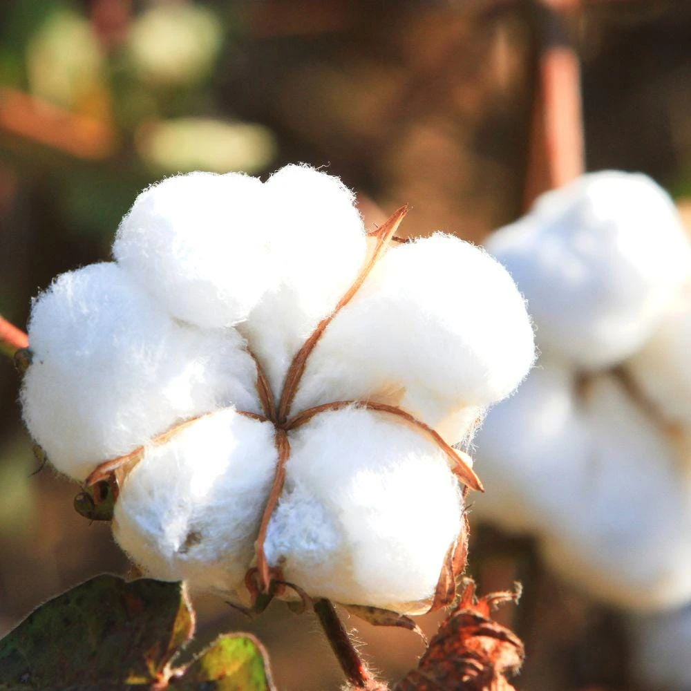 White Cotton Live Plant - 2 Plants, 4 Inch Pot, Ornamental, Full Sun - Image 3
