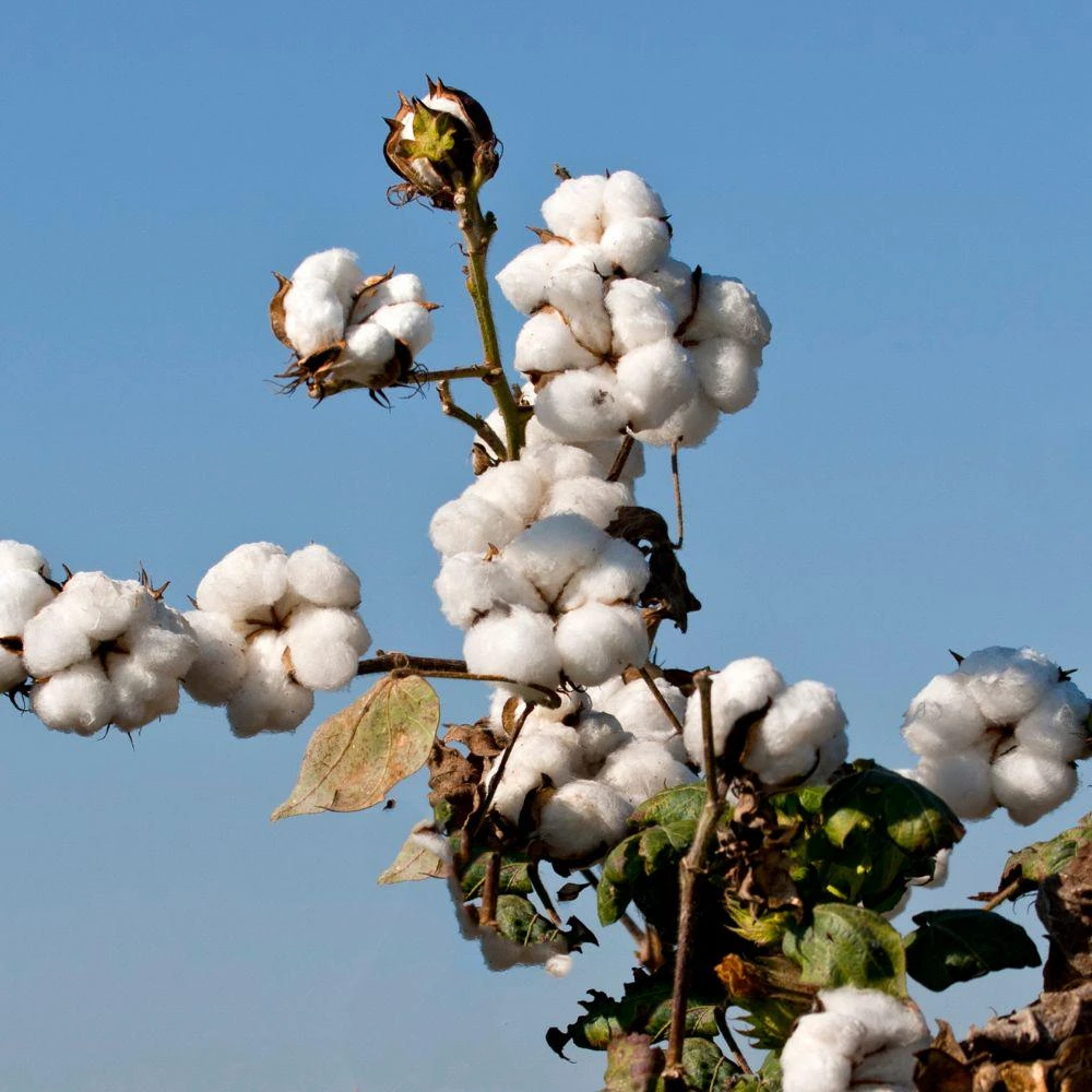 White Cotton Live Plant - 2 Plants, 4 Inch Pot, Ornamental, Full Sun - Image 4
