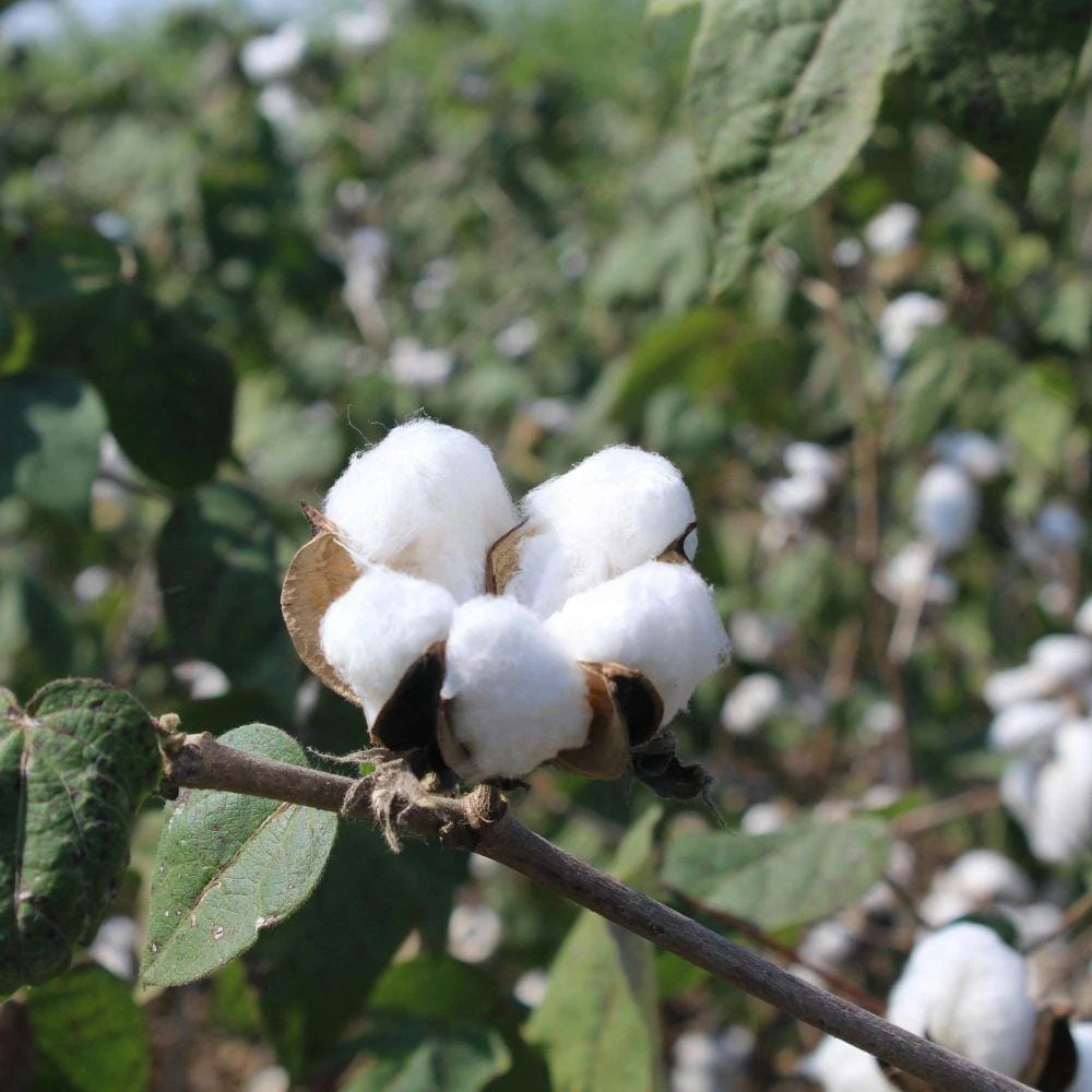 White Cotton Live Plant - 2 Plants, 4 Inch Pot, Ornamental, Full Sun - Image 5