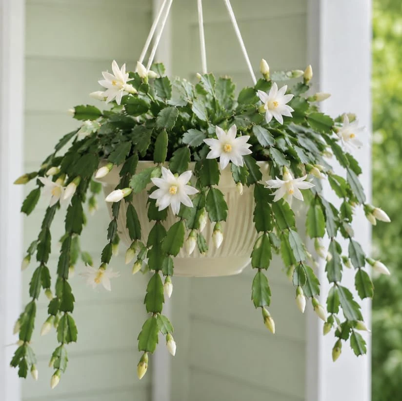White Easter Cactus Live Plant โ 4-6 Inch Succulent โ Indoor/Outdoor - Image 2