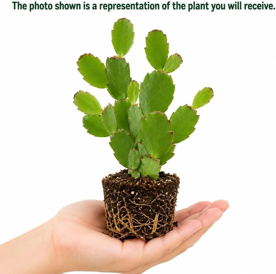 White Easter Cactus Live Plant โ 4-6 Inch Succulent โ Indoor/Outdoor - Image 3