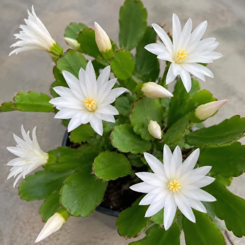 White Easter Cactus Live Plant โ 4-6 Inch Succulent โ Indoor/Outdoor - Image 6
