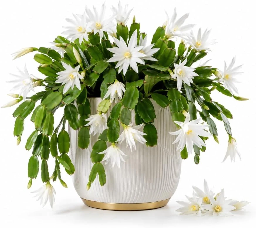 White Easter Cactus Live Plant – 4-6 Inch Succulent – Indoor/Outdoor - Image 1