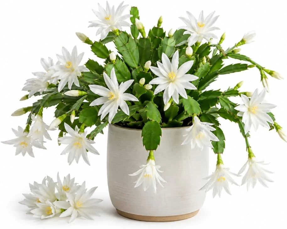 White Easter Cactus Live Plant, 4-6 Inches Tall, Spring Blooming Rhipsalidopsis Succulent - Image 1