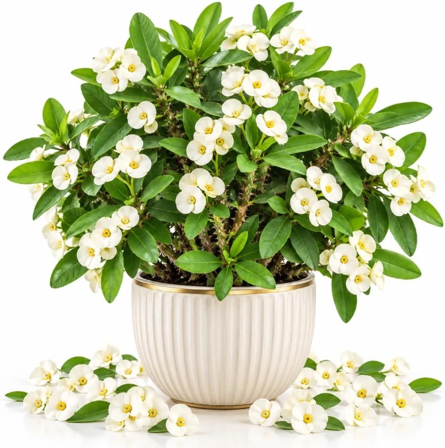 White Euphorbia Milii Live Plant, 4-6 Inches Tall, Crown of Thorns Succulent for Indoor/Outdoor - Image 1
