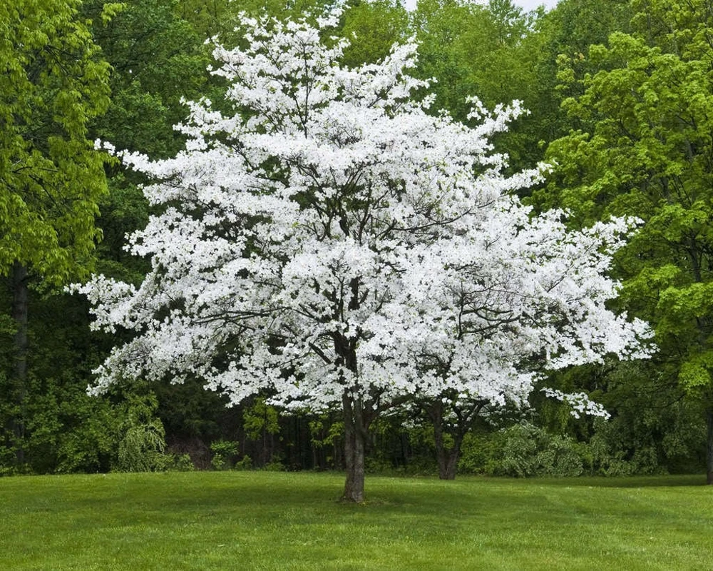 White Flowering Dogwood Live Plant - 1 Quart Pot - 10-16" Tall - Outdoor Tree - Image 1