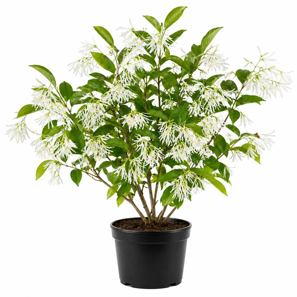 White Fringe Tree Live Plant - Chionanthus Virginicus - 6-12" Tall Quart Pot - Outdoor - Image 1