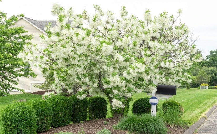 White Fringe Tree Live Plant – Chionanthus virginicus – Quart Pot – Zones 4-9 - Image 1