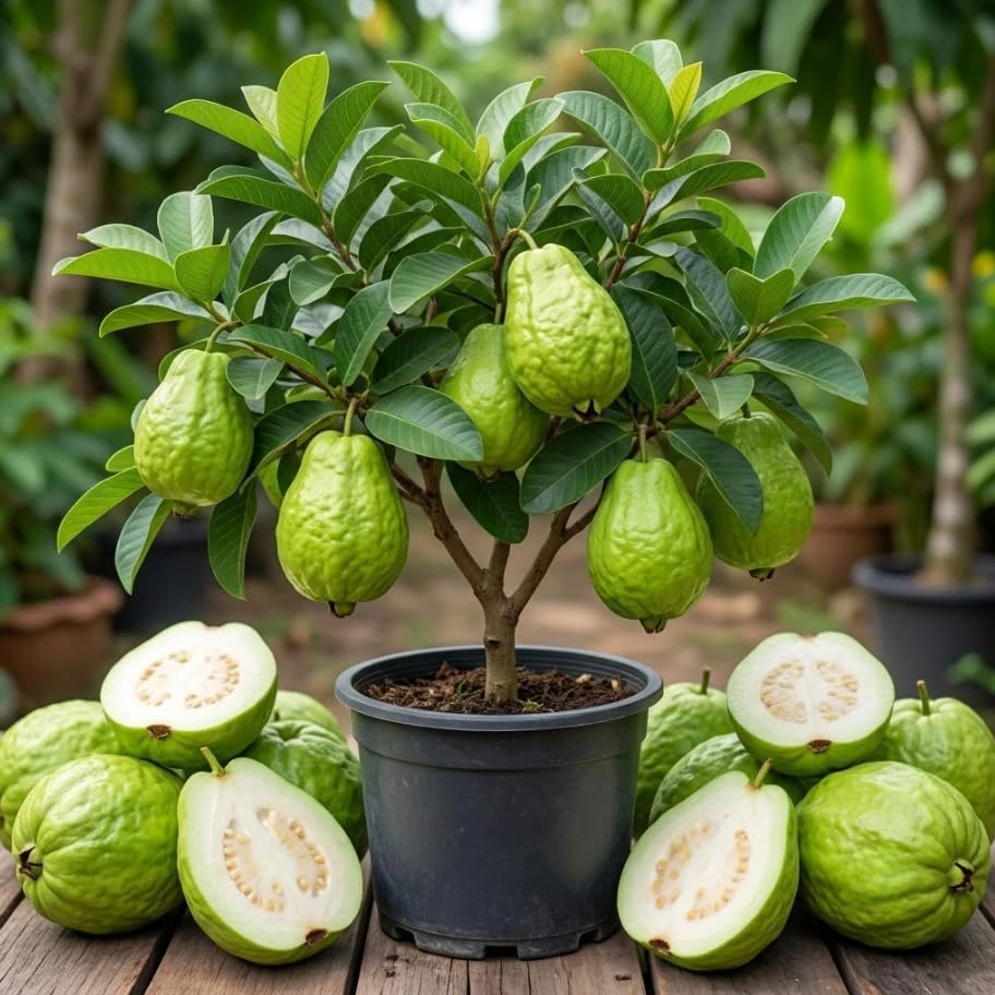 White Guava Tree Live Plant - Dwarf Tropical Fruit Tree, 5-10" Tall, 4" Pot - Image 1
