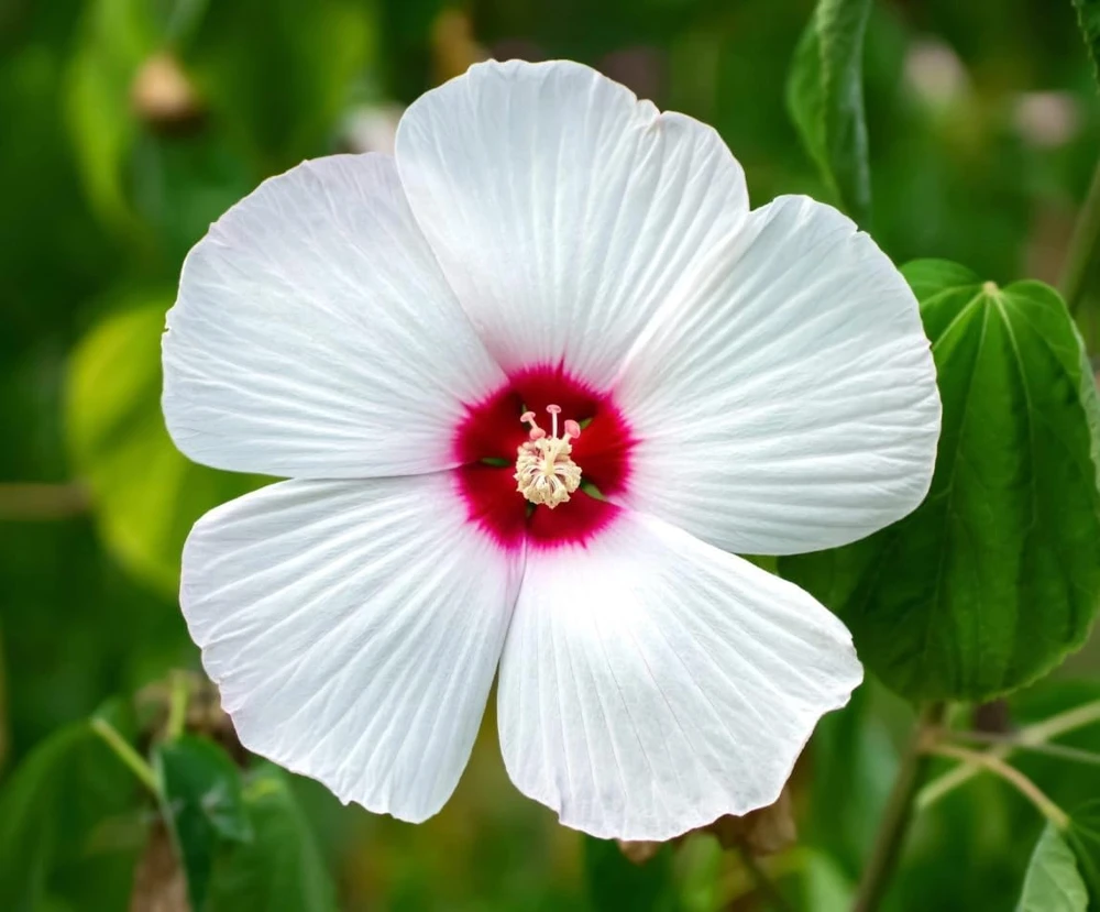White Hibiscus Live Plant, Hardy Tropical Shrub, 4-8 Inch Tall, Outdoor - Image 3