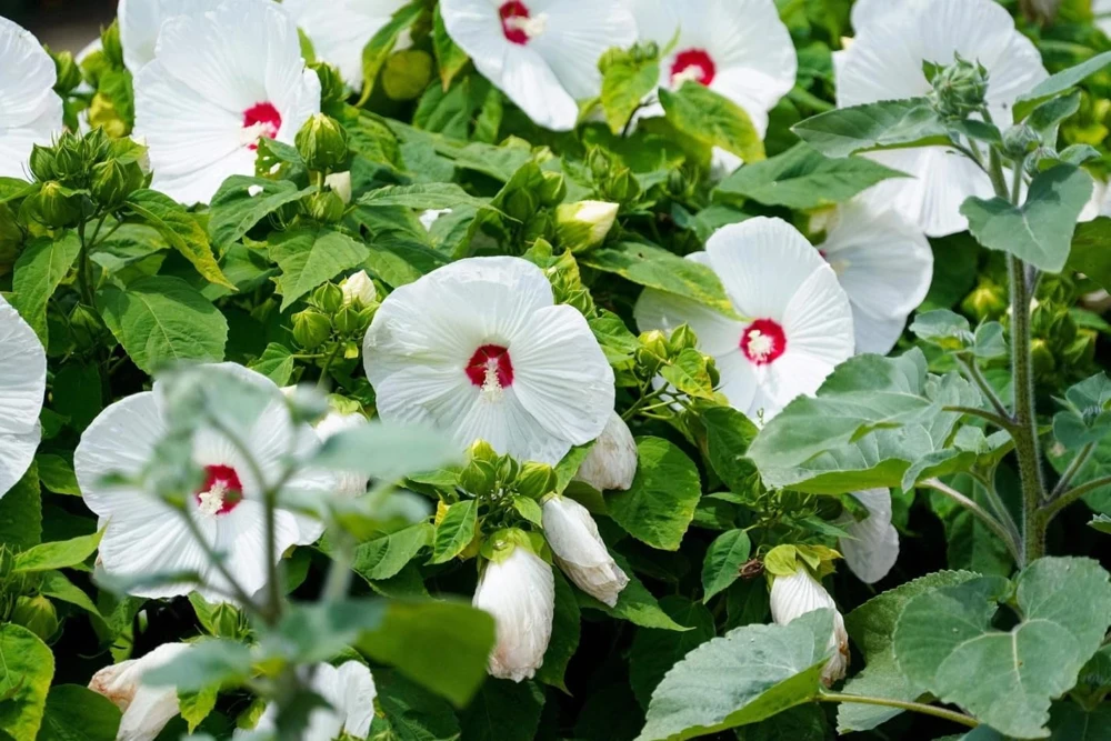 White Hibiscus Live Plant, Hardy Tropical Shrub, 4-8 Inch Tall, Outdoor - Image 4