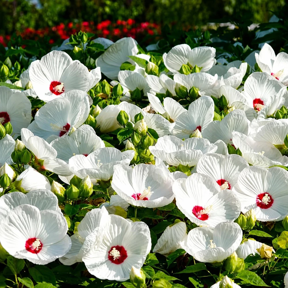 White Hibiscus Live Plant, Hardy Tropical Shrub, 4-8 Inch Tall, Outdoor - Image 5