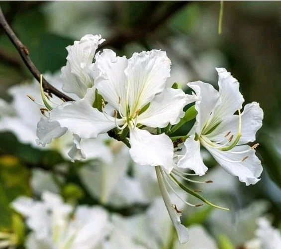 White Hong Kong Orchid Tree Live Plant – Bauhinia – 12-18" Tall in 4" Pot – Indoor/Outdoor - Image 1